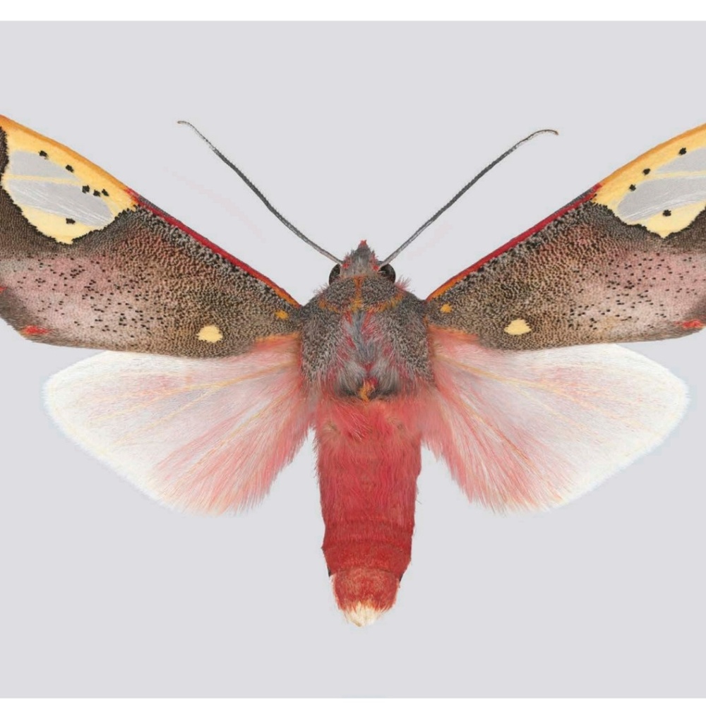 Meet your Posher, Elaine